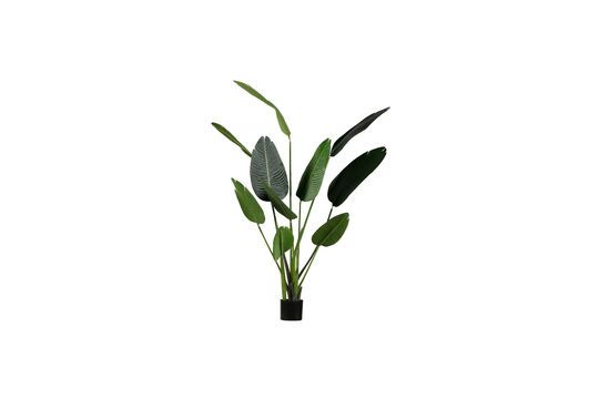 Pianta verde artificiale Strelitzia Foto ritagliata