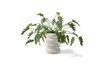 Miniatura Vaso per piante in gres bianco Chubby 5